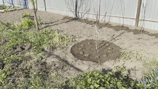 ПОСАДИЛИ МАЛИНУ / ПАШЕМ ОГОРОД