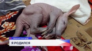 Редчайший малыш трубкозуба родился в зоопарке «Лимпопо»