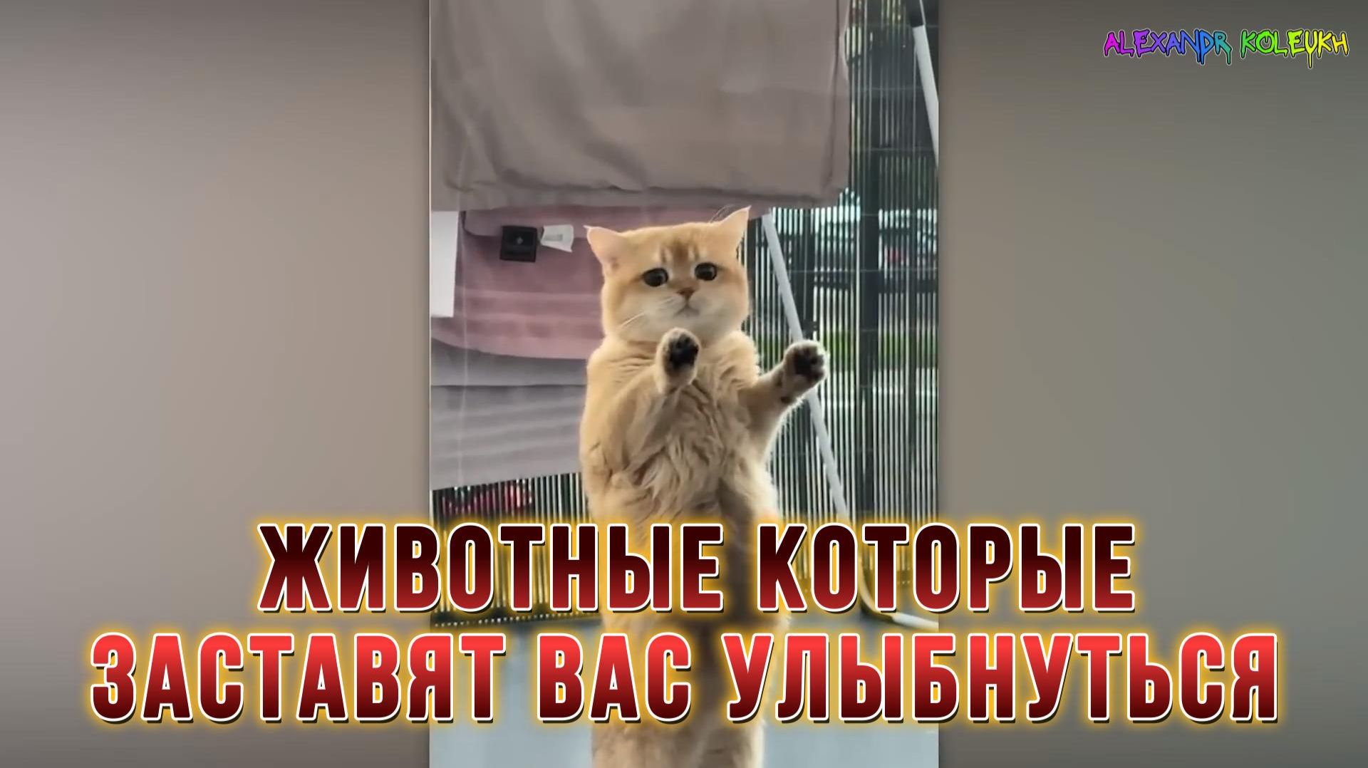 ЖИВОТНЫЕ, КОТОРЫЕ ЗАСТАВЯТ ВАС УЛЫБНУТЬСЯ!