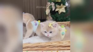 Самые смешные животные заставят вас смеяться до слез 😂