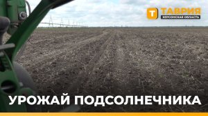 Аграрии Херсонской области засеяли около 60% площадей под подсолнечник