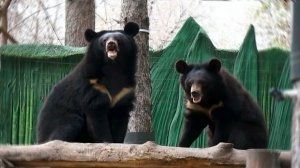 Гималайские медвежата устроили поединок, где Фима решил побороть Дусю, а она его запинать.