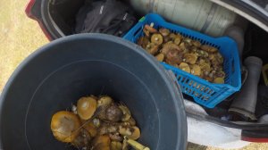 первый весенний выезд за грибами.Ростовская область
