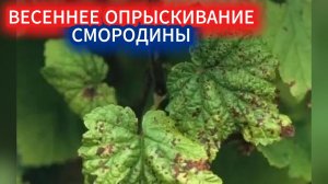 Вредители и болезни смородины весной - чем  опрыскать кусты до цветения.