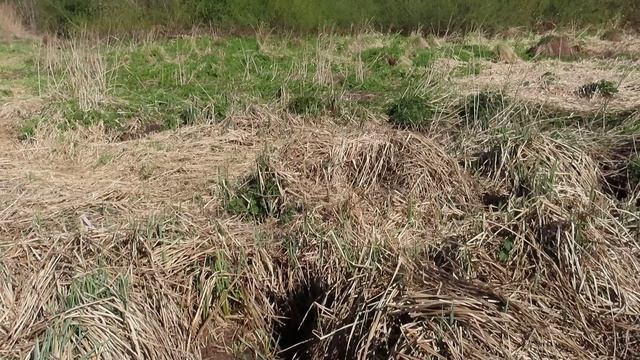 Ондатра на берегу только хвостиком махнула...