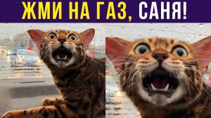 САНЯ, ЖМИ НА ГАЗ!)) Приколы с котами