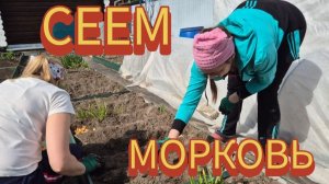 Скажите НЕТ морковной мухе _ Как вырастить идеальную морковь