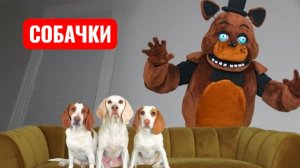 Смешные собаки против персонажа из FNAF. Страшилки.