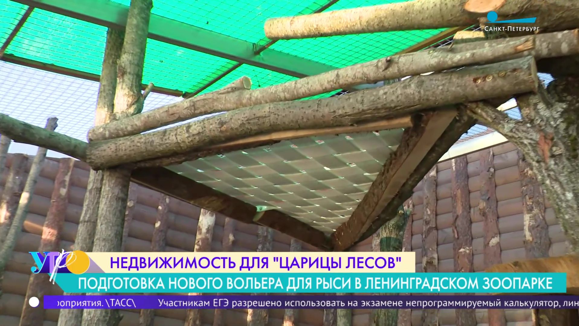 Новоселье рыси Линды и семейства чёрных макак в Ленинградском зоопарке