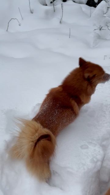 Тоня&Ириша: СУГРОБЫ радости Tonya & Irisha: SNOWDRIFTS Of Joy!