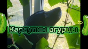 Караулим огурцы на окне