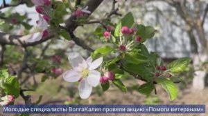 Молодые специалисты ЕвроХим ВолгаКалия провели акцию «Помоги ветеранам»