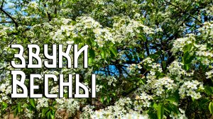 Звуки весны / Пение птиц и полевых сверчков / Музыка природы