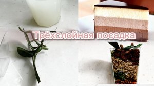 Не растёт орхидея-меняю посадку_ выбираю Трëхслойную. Мои единственные _Филодендрон и Алоказия- живы