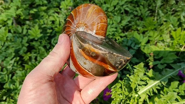 Наутилус окаменелость цельный 1310