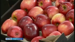 На Ставрополье растет производство модифицированного крахмала
