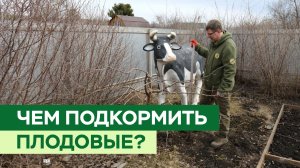 Чем подкормить плодовые деревья?