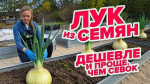 ВЫСАДКА РАССАДЫ ЛУКА В ОТКРЫТЫЙ ГРУНТ