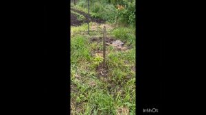 Мой плодовый сад на 6.05.26 после холодной и долгой весны