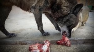 Волчица ХИТРО УВЕЛА мясо у волка! Первый раз черный волк ВИЛЯЛ ХВОСТОМ! ДОМ3 в восторге от мяса!