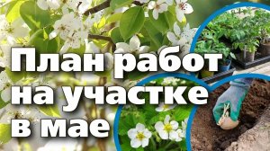 НА ДАЧЕ ВСЁ ВЫСАЖИВАЕМ
