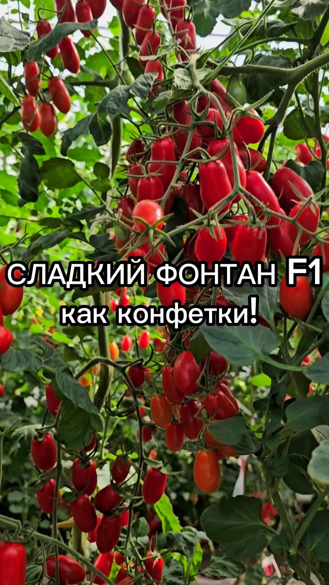 Обязательно посадите этот томат, если вы его еще не пробовали!