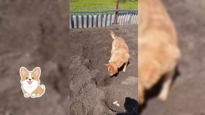 Помощник.Помогает хозяевам посадить картошку.