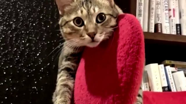 Заставка для видео Забавный кот № 558