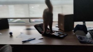 делаю обзор на своего кота