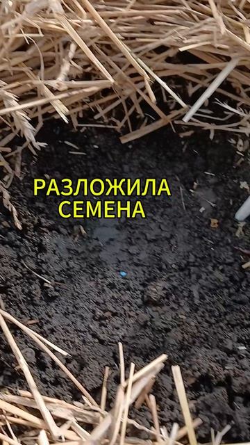 ПОМИДОРЫ СЕМЕНАМИ В ТЕПЛИЦУ