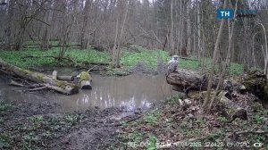 На границе Тульской области в заповеднике «Калужские засеки» фотоловушка запечатлела редкую сову