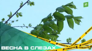 Весна в слезах. В Челябинске увеличилось количество случаев аллергии на пыльцу