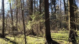 Лосиный остров, май 🌲🌳☀️🌲🌳 03.05.2026