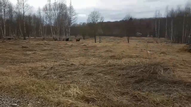 д. Шиколово 50:18:0080308:1184