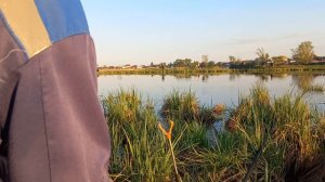 Сегодня порыбачил на Старице🎣 Рыбачил на поплавок🎣 Прикормка Стерля (Чеснок) Наживка опарыш.