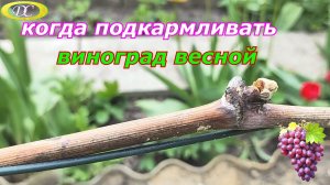 Когда подкармливать виноград весной.