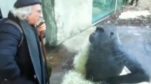 Элегантная обезьяна
