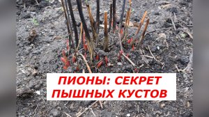 Пионы проснулись! Первая подкормка для роскошного цветения: пошаговая инструкция.