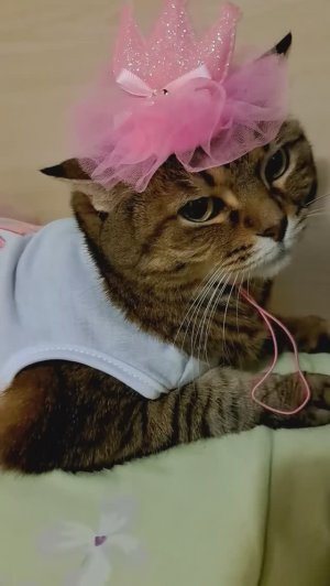 Кошка Лиза на дне рождения)))😍😍😍