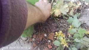 Удаление сорняков «Чистотел» (фрагмент)