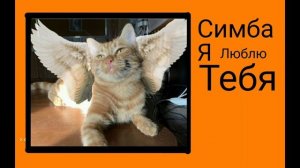 СИМБА Я ЛЮБЛЮ ТЕБЯ! #СИМБА #КЛИП #ПЕСНЯ