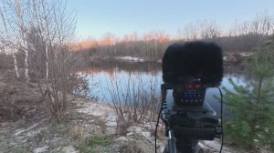 Записываю пение птиц на реке Линда. Нашёл следы креативного короеда
