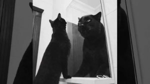 Мяу-мяу 😺