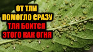 ТЛЯ боится этого как огня! Жалею что раньше не узнала как быстро избавиться от тли