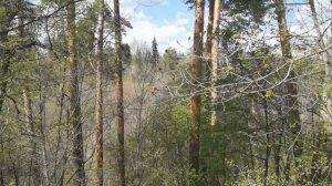 Звенигород. 4.05.2026.
