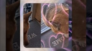 1000057727.mp4 (Собака наблюдает за устройством лестницы на 2-ой этаж в доме А-фрейм)