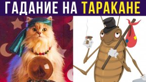 ГАДАНИЕ НА ТАРАКАНЕ)) Приколы