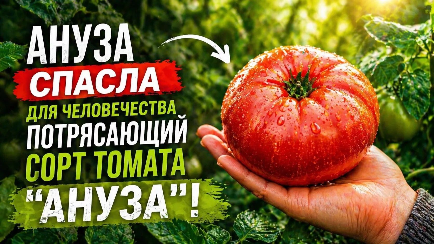 Сорт томатов «Ануза» для богатого урожая до поздней осени