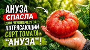 Сорт томатов «Ануза» для богатого урожая до поздней осени