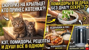 🍅 Мой секрет посадки помидоров.НЕ ОЖИДАЛА ТАКОГО! Сюрприз от кошки🐈 Собрали душевую кабину